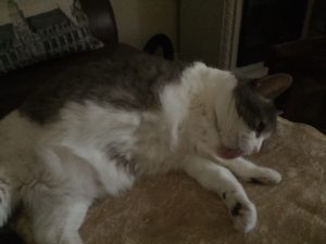 Sugar lying on the couch, belly up, grooming her front leg