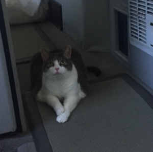 Miss Sugar lying down in the hallway of the motorhome, looking calm, with her front paws crossed in a ladylike manner