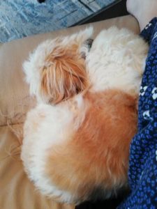 Molly, a little buff and white dog, curled up against my leg