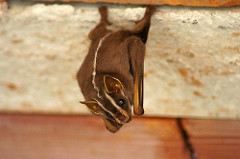 brown bat laying down, looking up at the camera