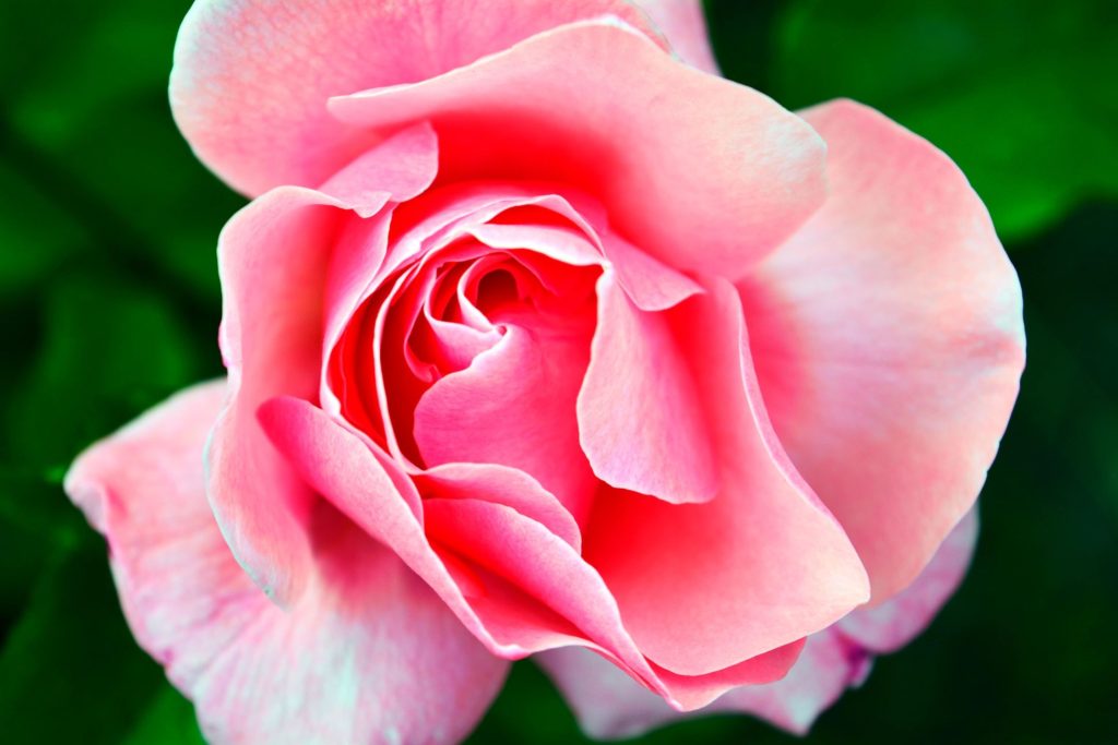 close-up o f a pink rose