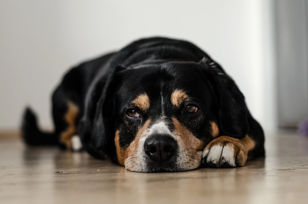 St Bernard puppy lying on a floor looking sleepy