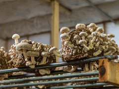 Shitake mushrooms growing in poop.