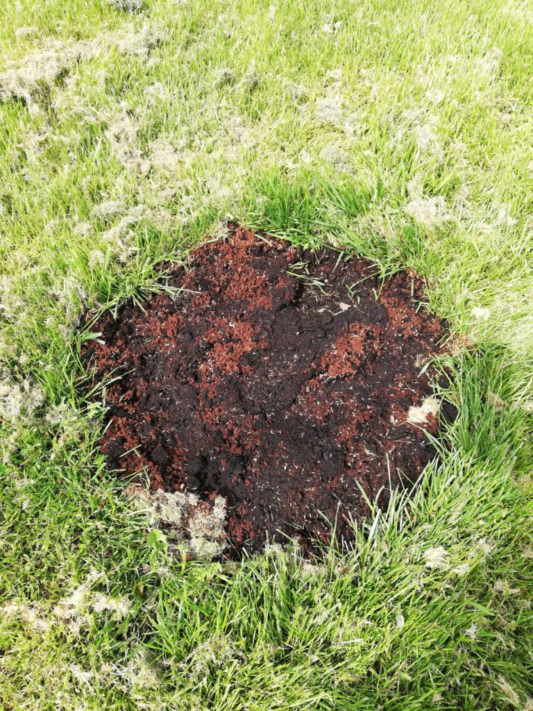 a one-foot square patch of dirt where grass seed has been added and watered