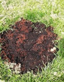 a one-foot square patch of dirt where grass seed has been added and watered