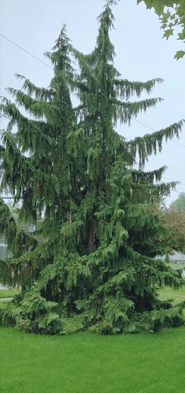 tall evergreen looks like its branches are outstretched arms with big, loose sleeves
