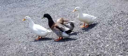 Four ducks walking across the yard. 