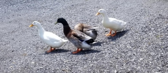 Four ducks walking across the yard.