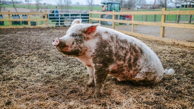 Jasper the pig sitting on straw, covered in mud. 