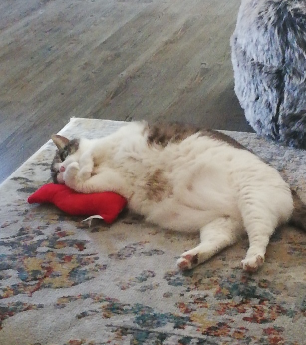 Miss Sugar lying on the rug, on her back, looking contented and relaxed, with her head and upper boy on her red bacon squeaky toy.