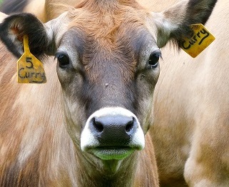 closeup of a brown cow with a tag in its ear that reads Curry #5