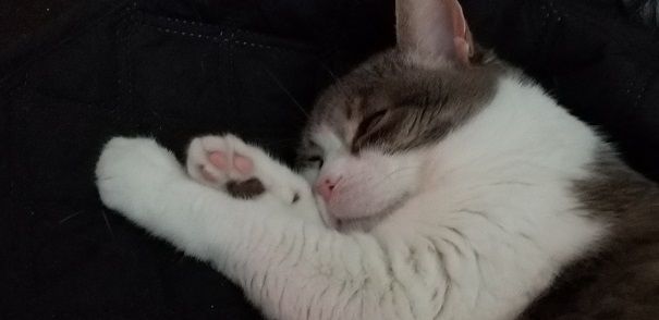 close-up of Miss Sugar's face and paws as she sleeps.