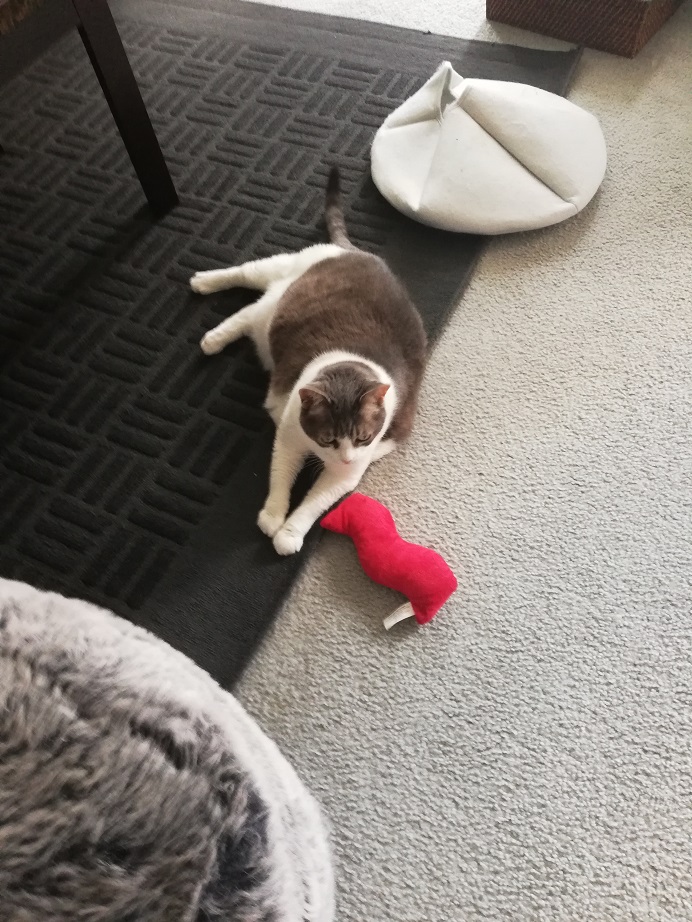 Miss Sugar lying on a grey rug beside her bacon toy. At one end of the frame is her fuzzy, grey pouf. At the other, the collapsed cat tent that she would never go inside of.