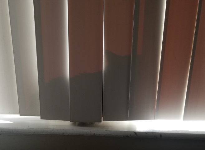 The outline of Miss Sugar is clearly seen against the window as she lies down behind vertical blinds. 