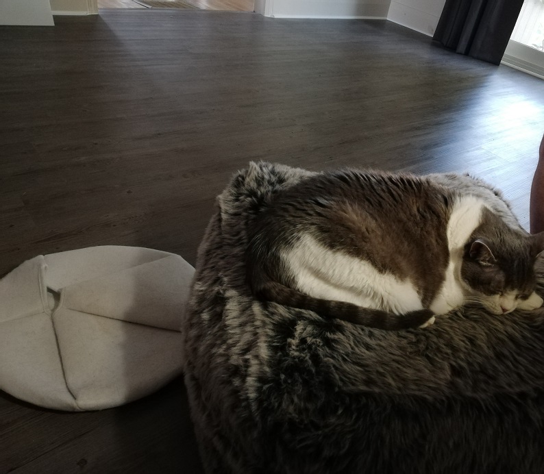 Miss Sugar, fast asleep on her fuzzy, grey ottoman with her felt bed on the floor beside her. A large swath of bare, grey laminate floor can be seen.