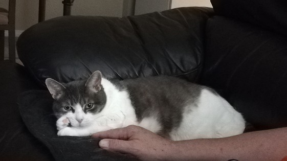 Miss Sugar lying on Derek's fingers on a leather couch, with her paws up under her face, looking at the camera.