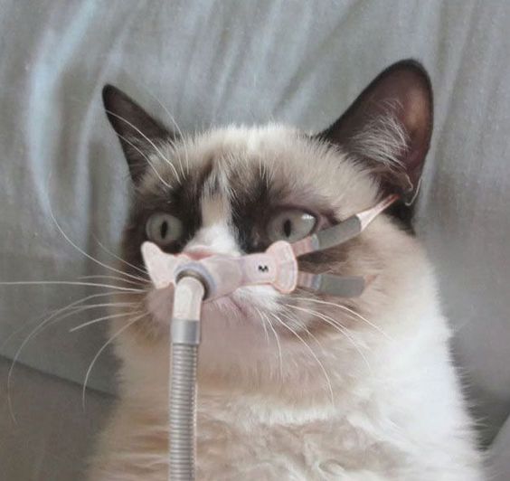 Grumpy cat wearing a tiny CPAP mask.