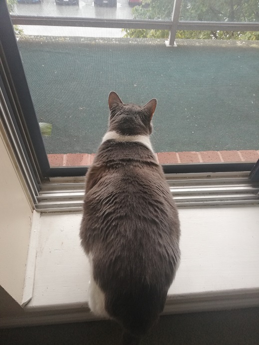 Miss Sugar from above as she sniffs the screen door at the balcony.