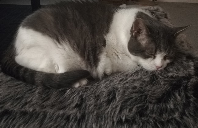 Miss Sugar curled up and sleeping on her grey, furry pouf. 