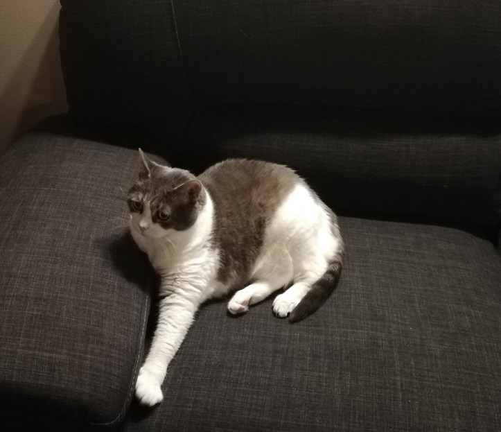 Miss Sugar lying on the grey sofa with one arm stretched out in front of her, eyes open, looking pensive.