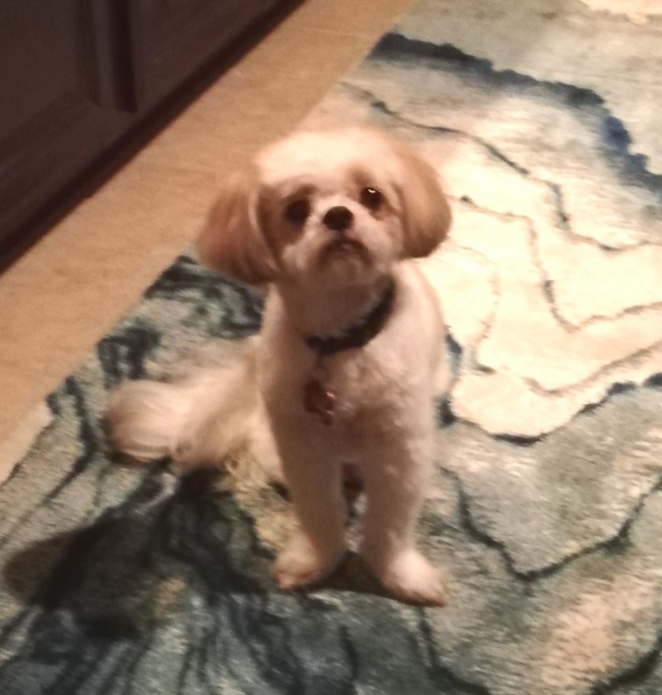 Little white-and-buff Molly looks up at the camera while sitting on a blue and cream rug.