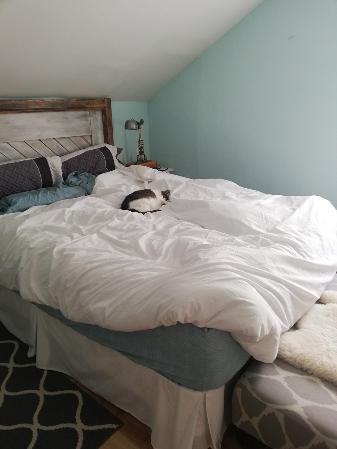 Full view of a messy bed with a white comforter and Miss Sugar curled up, asleep. 