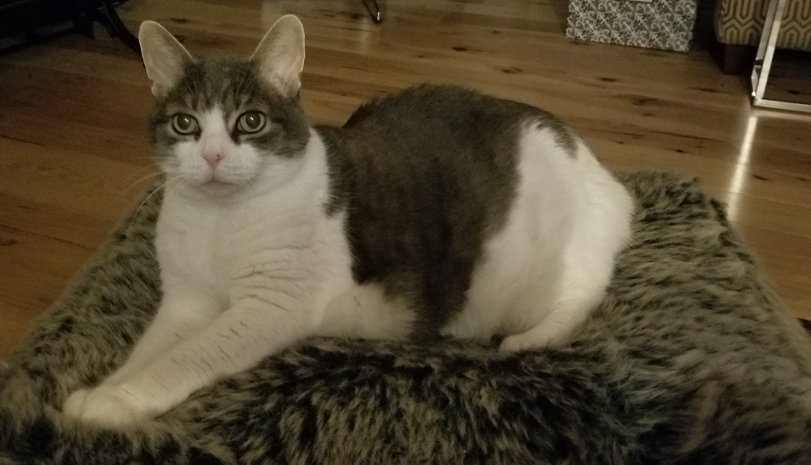 Miss Sugar sitting regally on her fuzzy pouf, looking at the camera