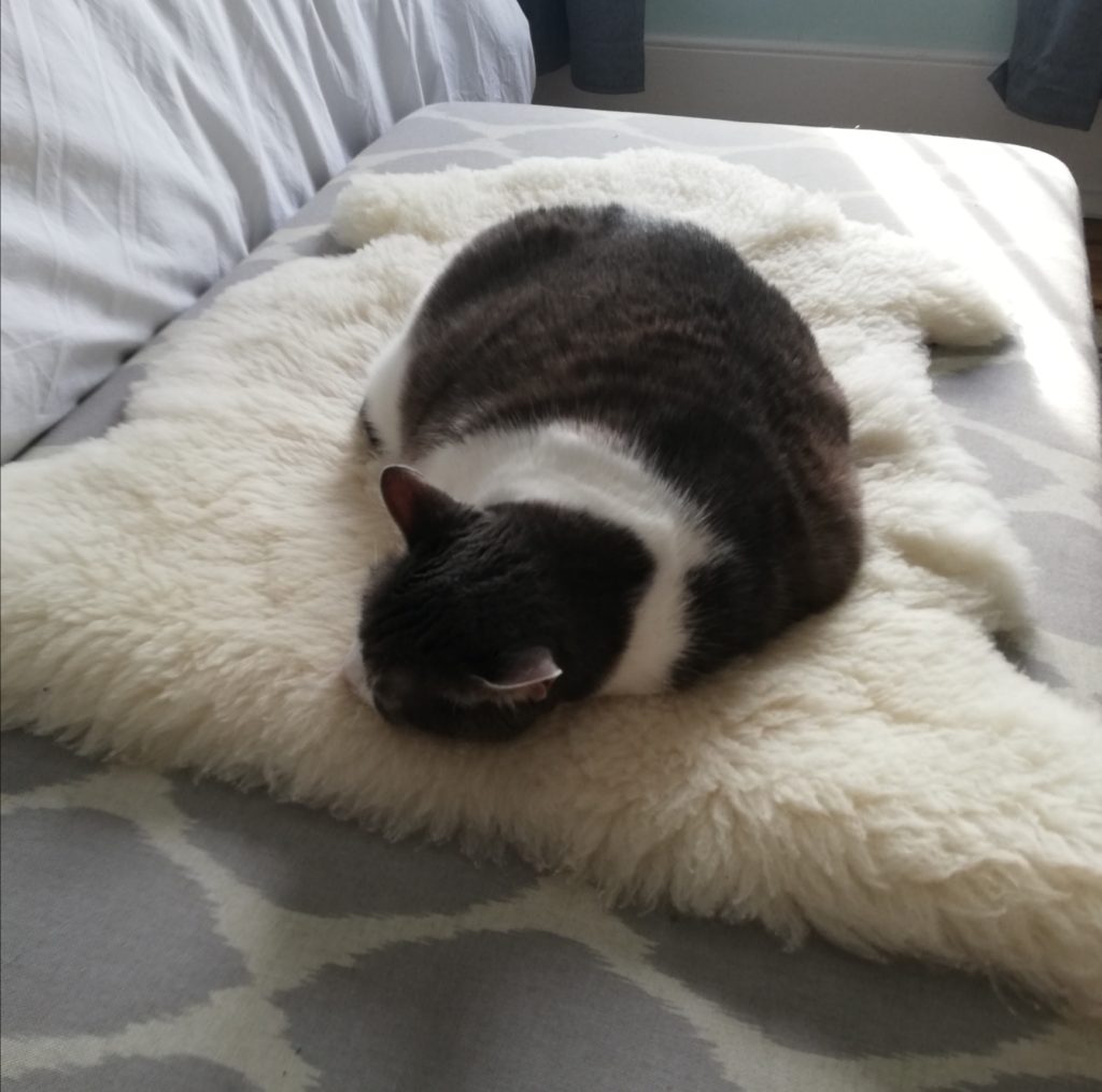 Miss Sugar fast asleep on a sheepskin on top of a grey and white ottoman