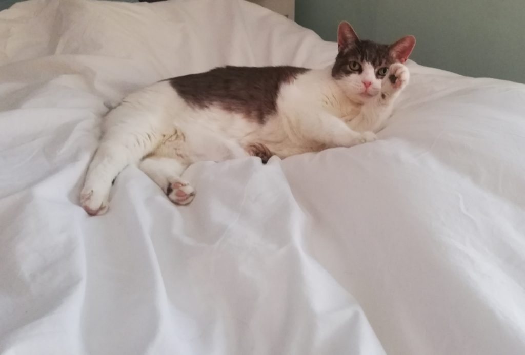 A full shot of Sugar lying on a white comforter with one paw by her head as if she's waving