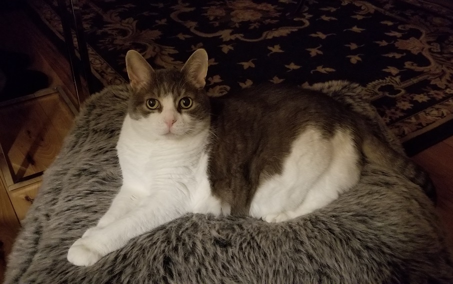 Miss Sugar stretched out on her fuzzy grey pouf, looking directly at the camera