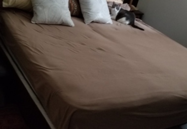 A king size bed with Miss Sugar way up in the upper right hand corner, looking very small.