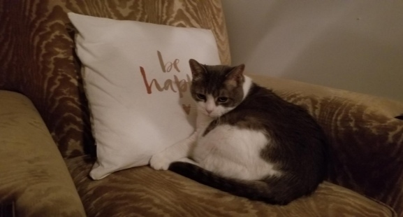 Miss Sugar curled up on a cream-coloured club chair against a white pillow with gold lettering that reads "be happy". 