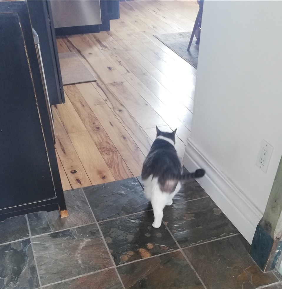 The back of Miss Sugar as she heads into the kitchen. She's walking on a slate tile floor and approaching a hardwood floor. 