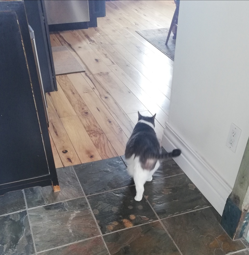 The back of Miss Sugar as she heads into the kitchen. She's walking on a slate tile floor and approaching a hardwood floor.