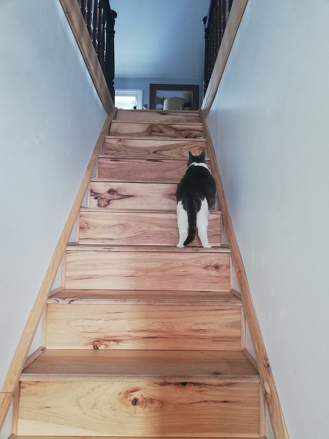 Miss Sugar pauses on the wooden staircase to consider noises on the upper floor. 