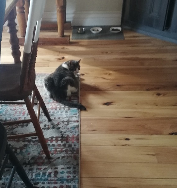 Sugar lying on the dining room rug with her food bowls about 3 feet ahead of her. She's looking back over her shoulder. 