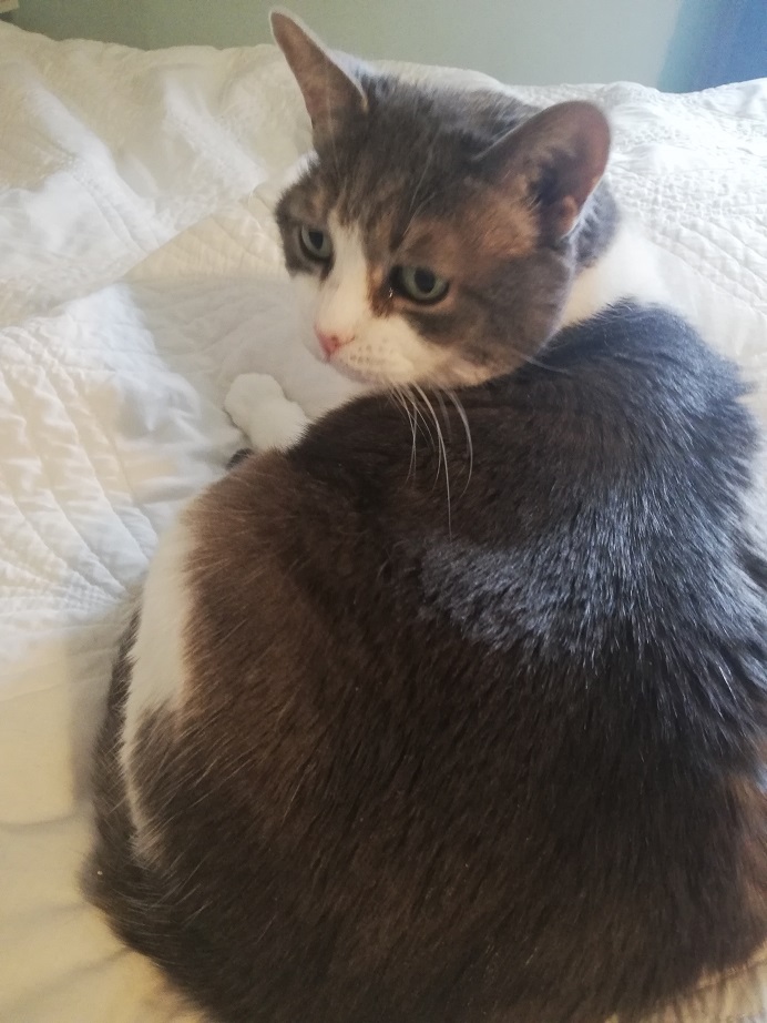 Miss Sugar looks over her shoulder as she relaxes on a white comforter on the bed.