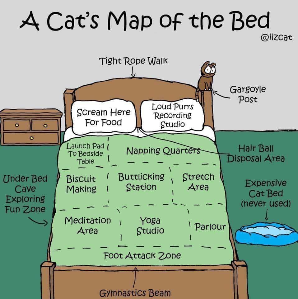 A cartoon rendering of a cat's map of the bed. A pillow is marked, Scream Here for Food. There is a napping quarters, buttlicking station and foot attack zone. Hairball disposal area is between the pillows. Expensive cat bed (never used) is beside the bed. 