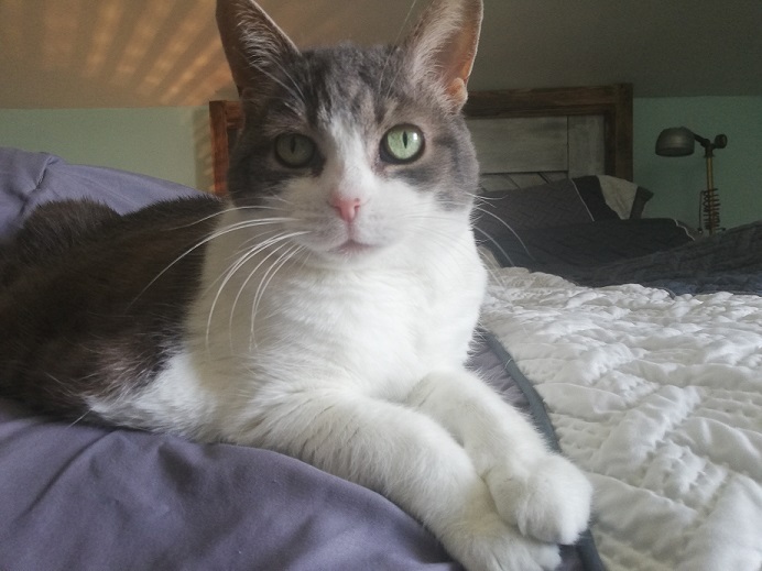 Miss Sugar looks happily into the camera from the bed. The headboard and a lamp can be seen in the background.