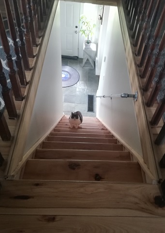 Miss Sugar looks tiny in a long view down the wooden staircase. She's about one-third of the way up, looking up at the camera. 