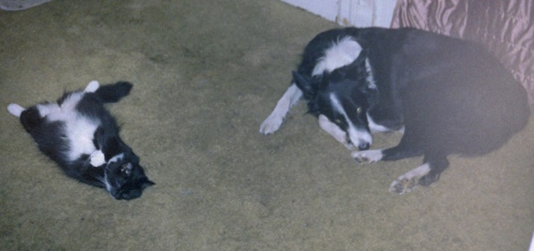 Stan sleeps on his back with his belly exposed and his back legs wide open. Lee Roy is curled up about a foot away from him. 