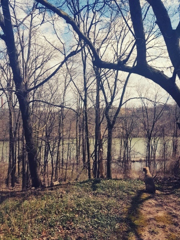 Nacho the blond dog, sitting in the bottom right corner of the photo, looking at a stand of trees. A river flows beyond the trees. 