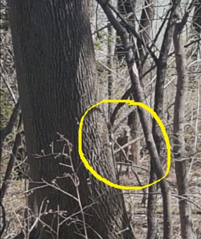 A deer stands amid the trees. A yellow circle is drawn on the photo to make the deer easier to see.