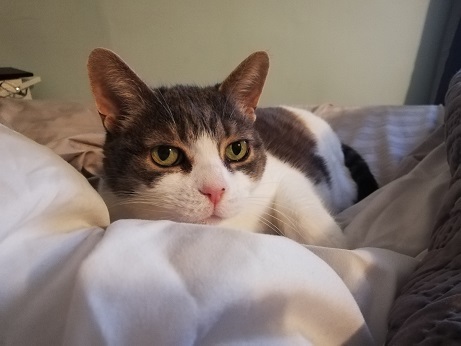 Close up of Miss Sugar's face while she snuggles in a puffy white comforter.