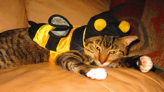 Stretched out tiger striped cat dressed in a black and yellow bee costume. 