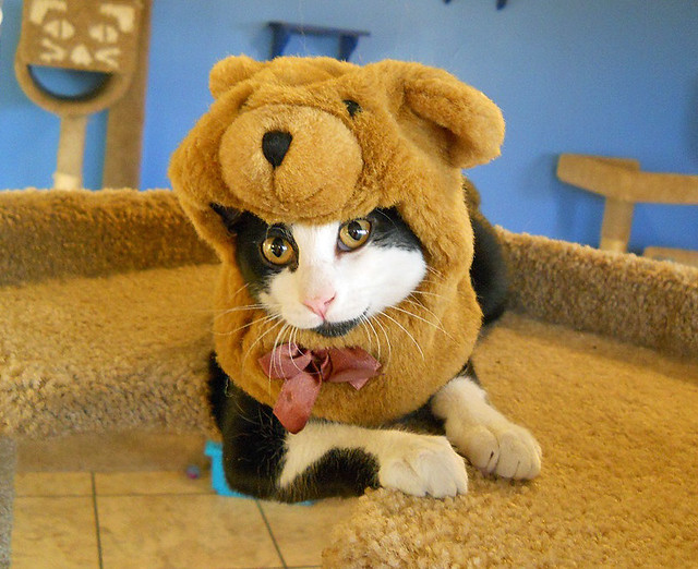 Cat wearing a fuzzy, light brown teddy bear hat. Most of the bear's head is above the cat's face. The cat peeks out below the bear's mouth. 