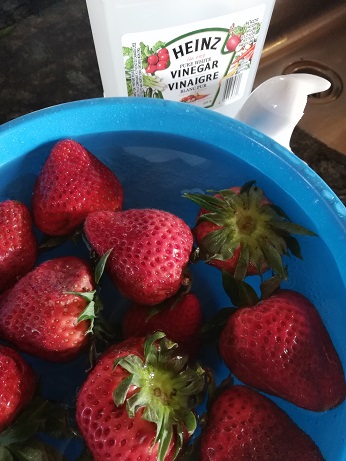 A blue plastic bowl with big strawberries floating in water. A jar of vinegar and a salt shaker can be seen. 