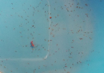 The bottom of the bowl, through water, and all you can see are pieces of seeds, stems and a couple of leaves. 