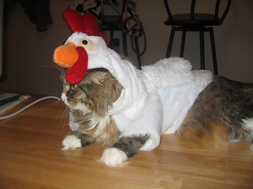 A cat in a chicken costume with the chicken's head resting on the top of the cat's head.