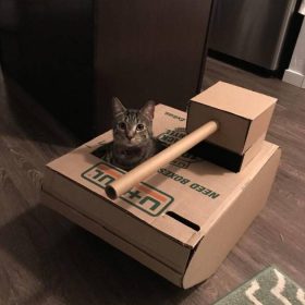 Cat peeking out of a tank made of cardboard.
